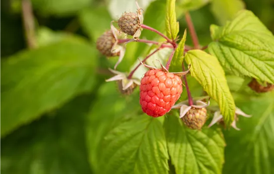 Rubus id.'Autumn Bliss' CAC