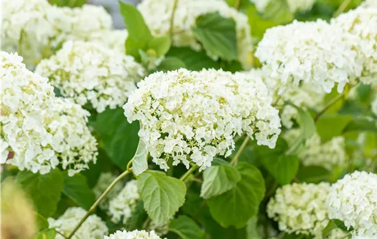 Hydrangea arbor.'Strong Annabelle' -R-