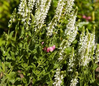 Salvia nemorosa 'Adrian'