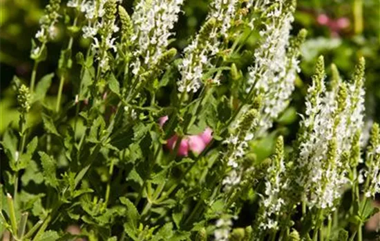 Salvia nemorosa 'Adrian'