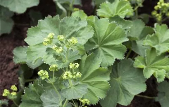 Alchemilla mollis