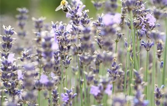 Lavandula angustifolia 'Munstead'