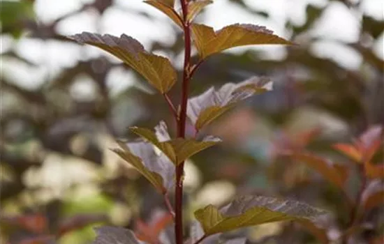 Physocarpus opulifolius 'Amber Jubilee' -R-