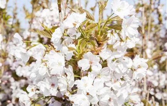 Prunus serrulata 'Amanogawa'