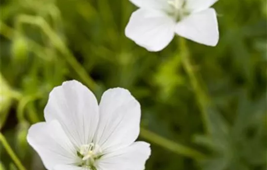 Geranium sanguineum 'Album'