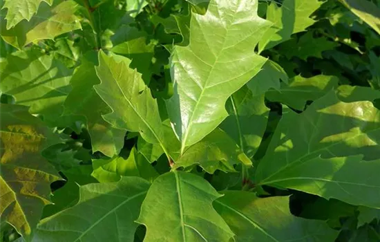 Quercus rubra 'Haaren'