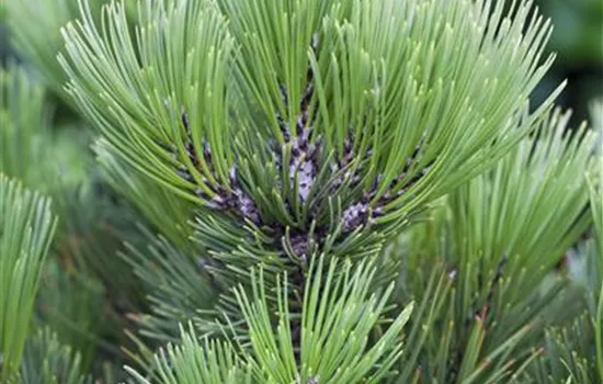 Pinus heldreichii 'Malinki'