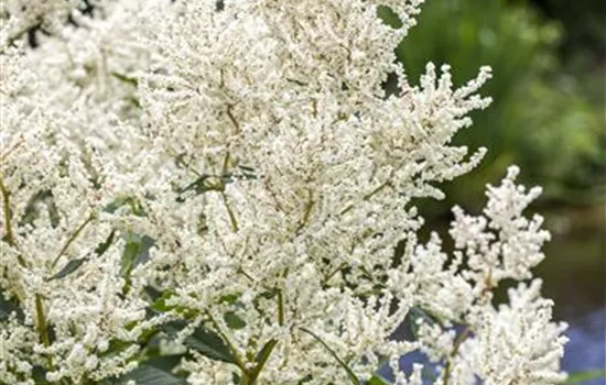 Aruncus dioicus