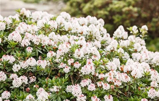 Rhododendron micranthum 'Bloombux' -R-