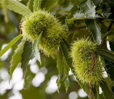 Castanea sativa 'Doree de Lyon' CAC