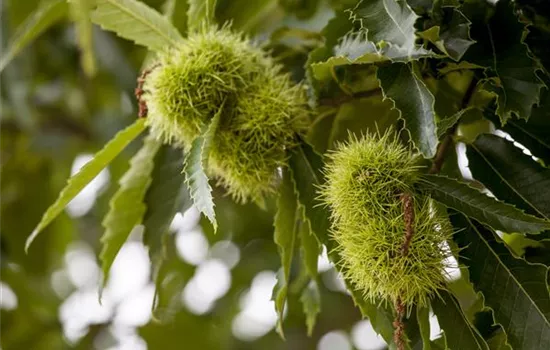 Castanea sativa 'Doree de Lyon' CAC