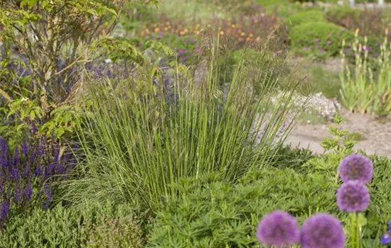 Stipa gigantea