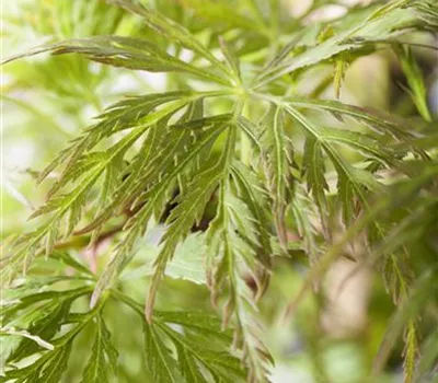 Acer palmatum 'Emerald Lace'