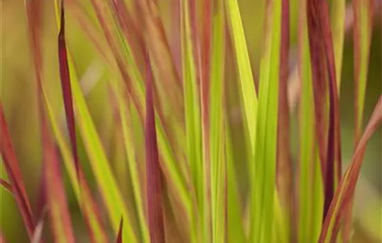 Imperata cylindrica var.koenig.'Red Baron'