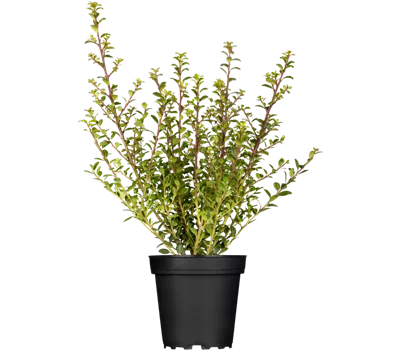 Ilex crenata 'Glorie Dwarf' -R-