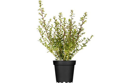 Ilex crenata 'Glorie Dwarf' -R-