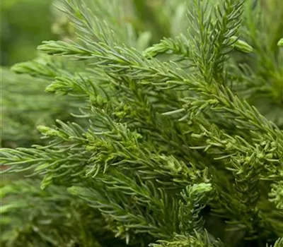 Cryptomeria japonica 'Dinger'