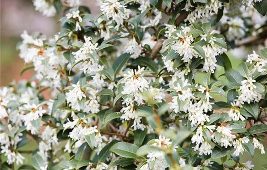 Osmanthus burkwoodii