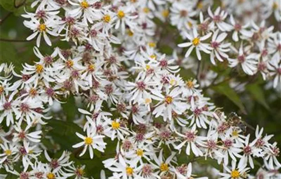 Aster divaricatus 'Tradescant'