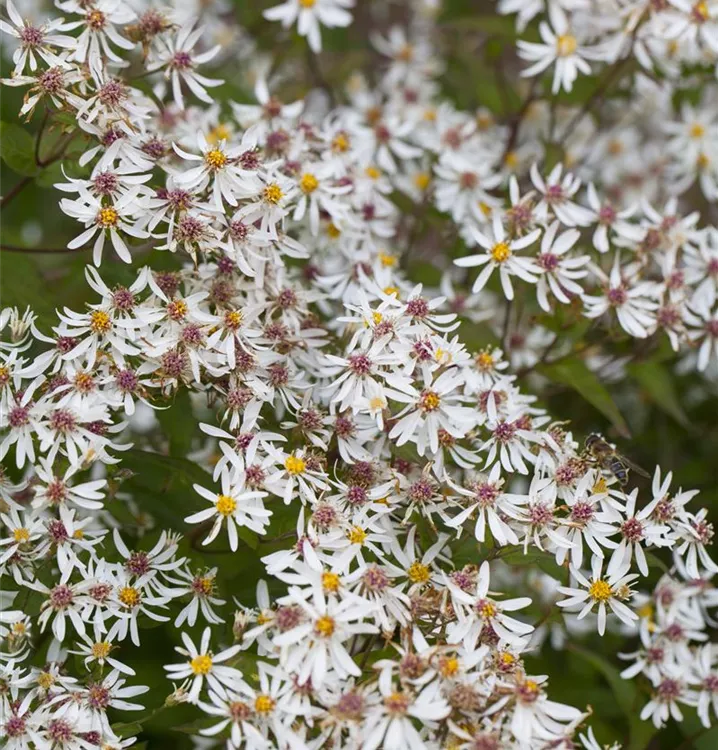 Sperrige Aster