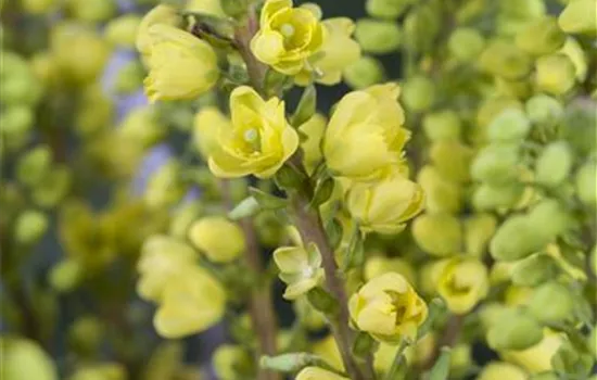 Mahonia media 'Winter Sun'