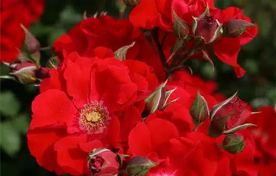 Rosa 'Roter Korsar' -R- STR