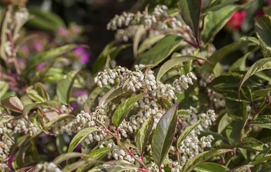 Leucothoe fontanesiana 'Rainbow'