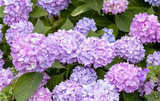 Hydrangea m. 'Endless Summer' -R-