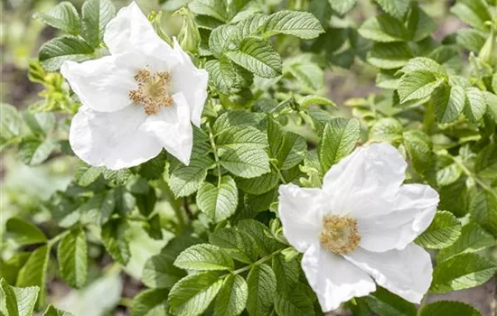 Rosa canina