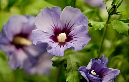 Hibiscus syriacus 'Marina'