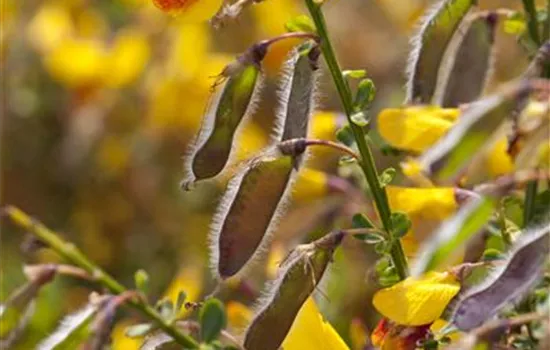 Cytisus scoparius 'Andreanus Splendens'