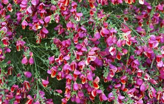 Cytisus scoparius 'Roter Favorit'