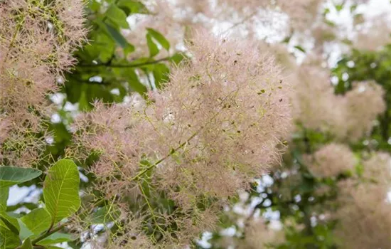 Cotinus coggygria 'Smokey Joe' -R-