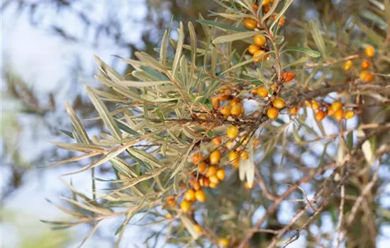 Hippophae rhamnoides 'Leikora'