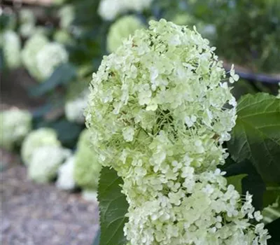 Hydrangea arbor. 'Annabelle'