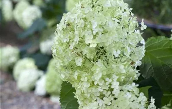 Hydrangea arbor. 'Annabelle'