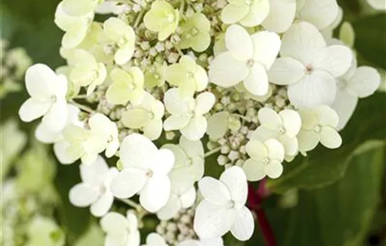 Hydrangea paniculata 'Vanille Fraise' -R-