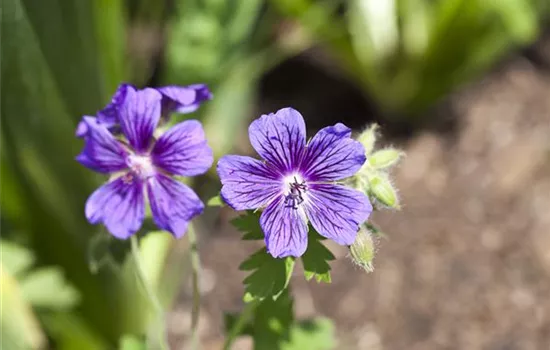 Geranium x magnificum