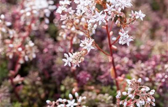 Sedum album 'Coral Carpet'