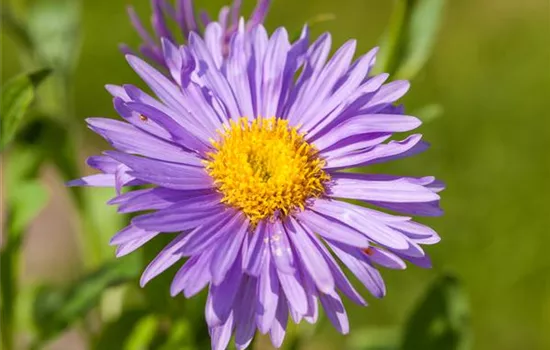 Aster alpinus 'Dunkle Schöne'