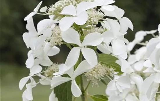 Hydrangea panic. 'Kyushu'