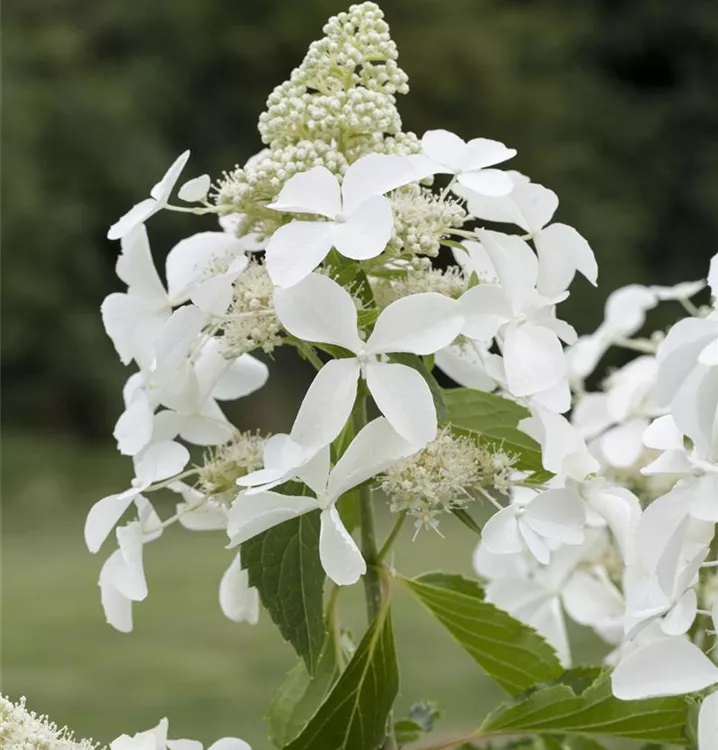 Rispenhortensie 'Kyushu' Premiumgehölz