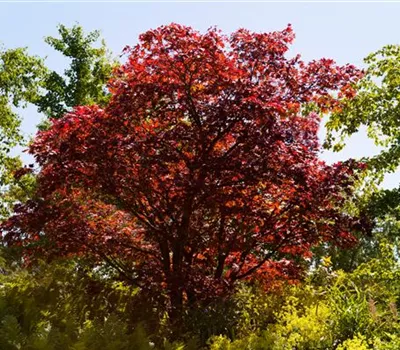 Acer palmatum 'Beni maiko'