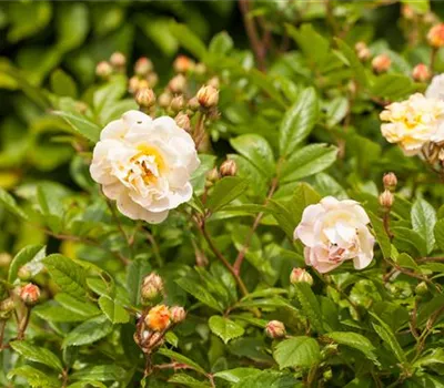 Rosa 'Ghislaine de Feligonde' STR