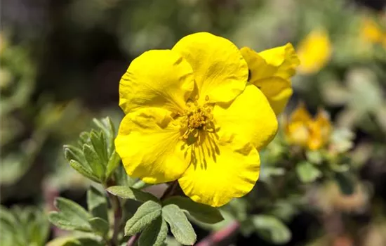 Potentilla fruticosa 'Goldfinger'