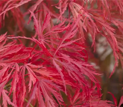 Acer palmatum 'Crimson Princess'