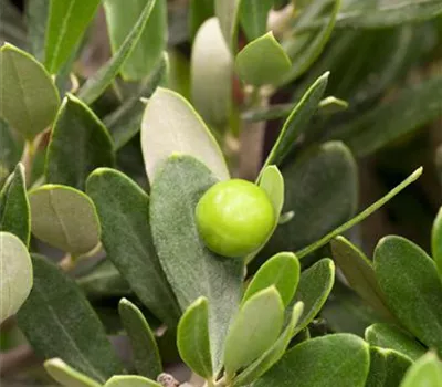 Olea europaea