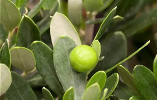 Olea europaea