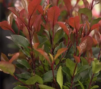 Photinia fraseri 'Dicker Toni' -R