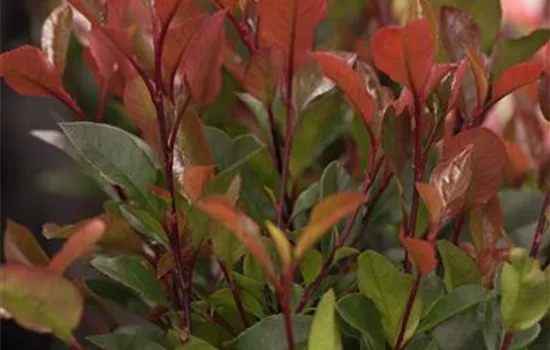 Photinia fraseri 'Dicker Toni' -R